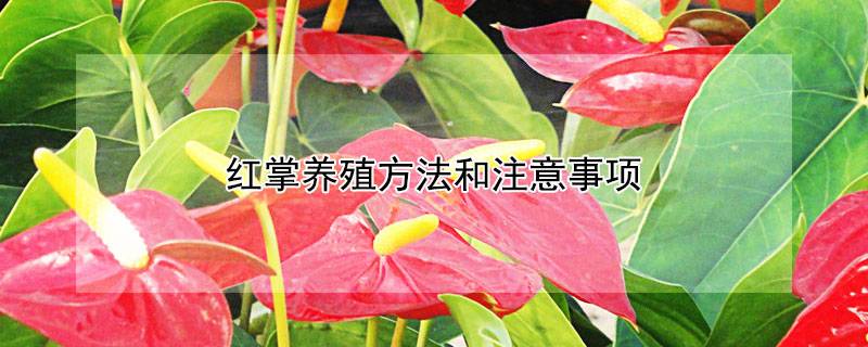 红掌养殖方法和注意事项