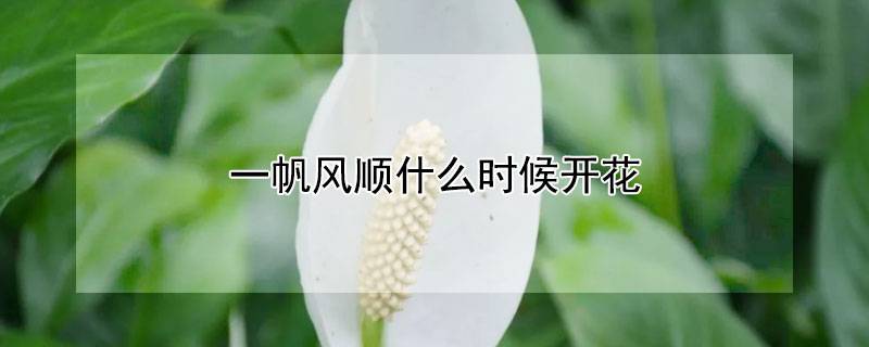 一帆风顺什么时候开花