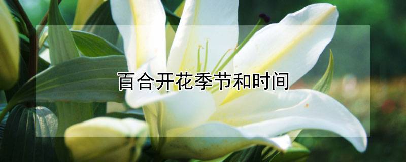 百合开花季节和时间
