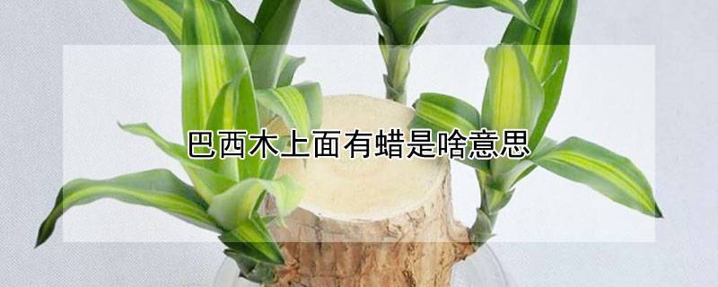 巴西木上面有蜡是啥意思