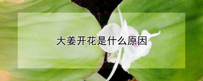 大姜开花是什么原因