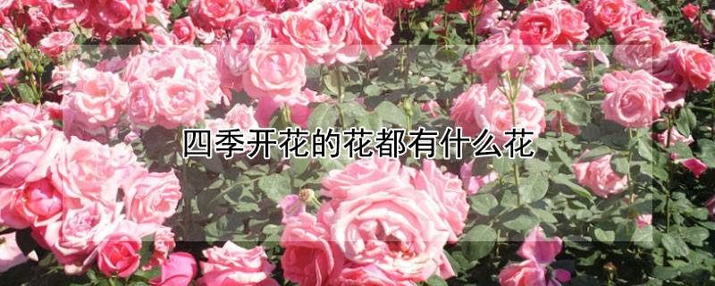 四季开花的花都有什么花