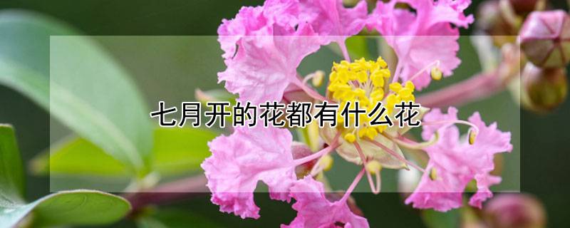 七月开的花都有什么花
