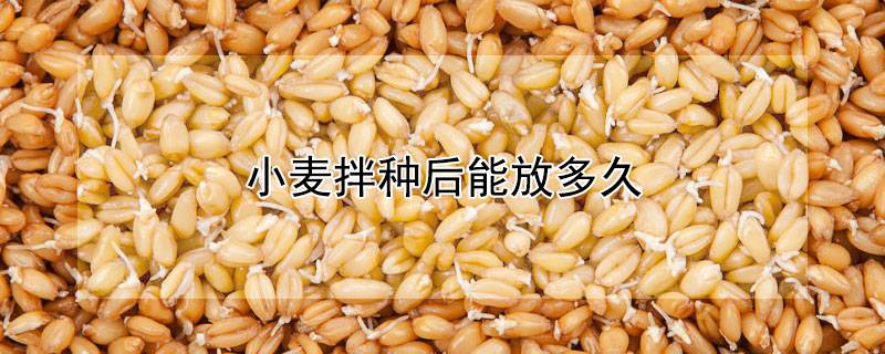 小麦拌种后能放多久