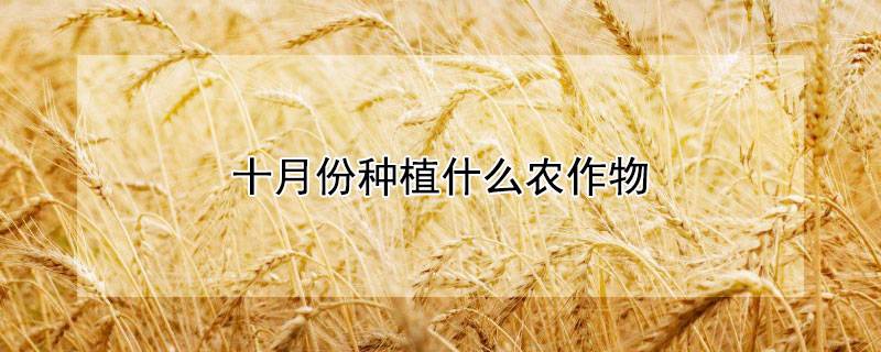 十月份种植什么农作物