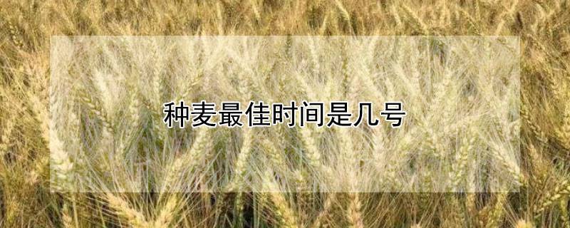 种麦最佳时间是几号