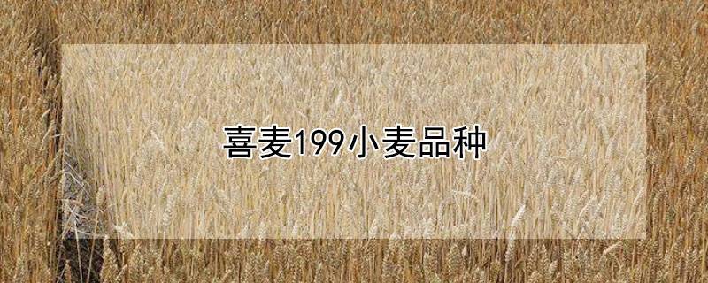 喜麦199小麦品种