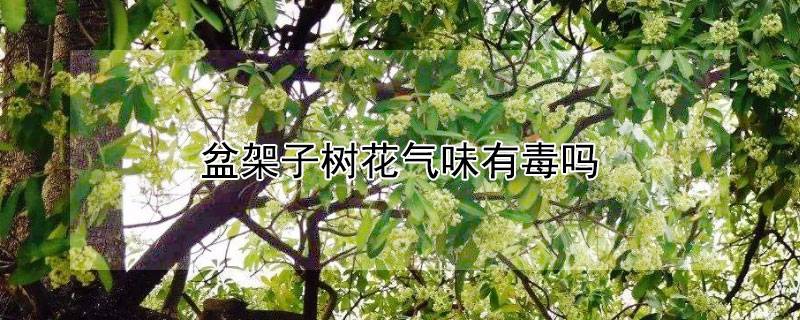 盆架子树花气味有毒吗