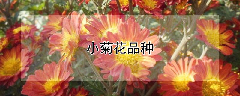 小菊花品种