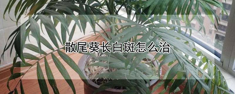 散尾葵长白斑怎么治