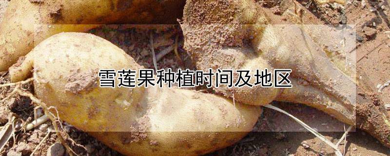 雪莲果种植时间及地区