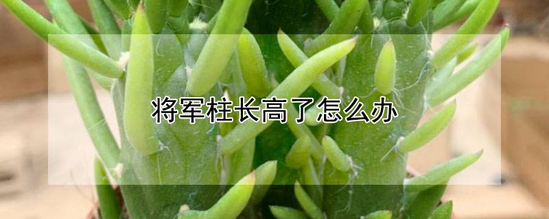 将军柱长高了怎么办