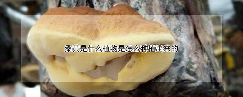 桑黄是什么植物是怎么种植出来的