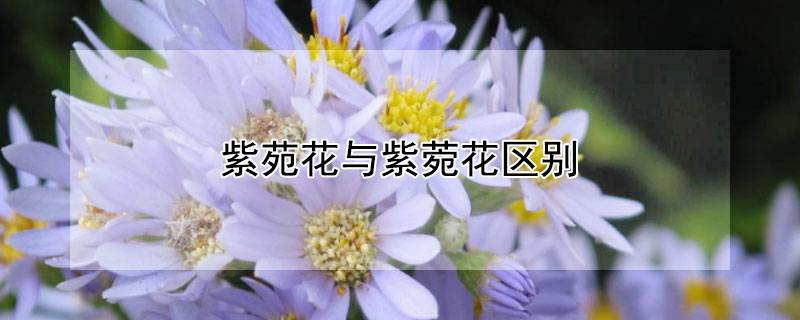 紫苑花与紫菀花区别