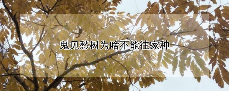 鬼见愁树为啥不能往家种