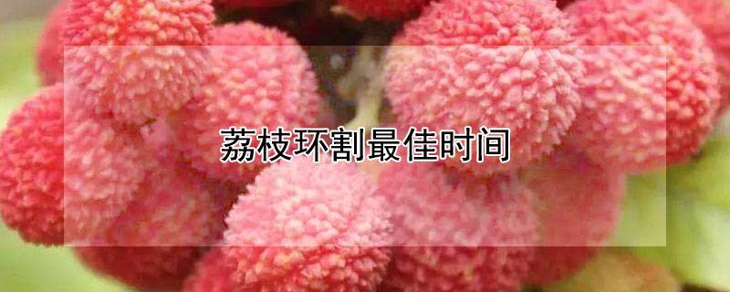 荔枝环割最佳时间