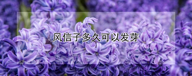 风信子多久可以发芽