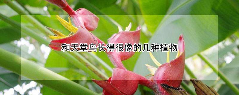 和天堂鸟长得很像的几种植物