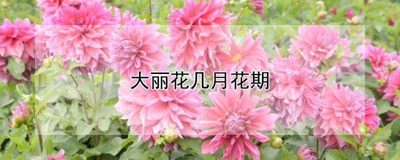 大丽花几月花期