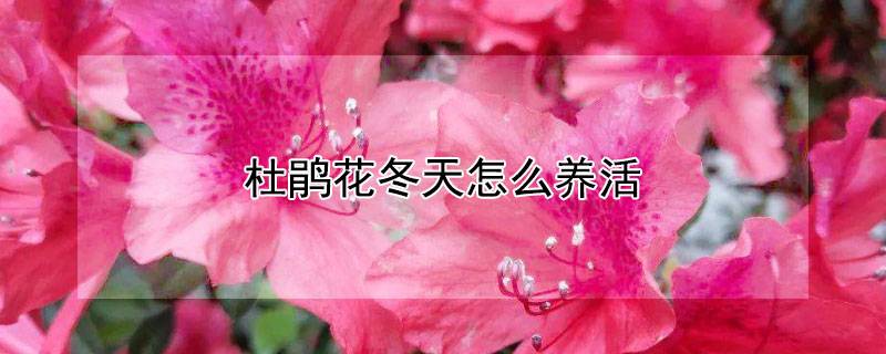 杜鹃花冬天怎么养活