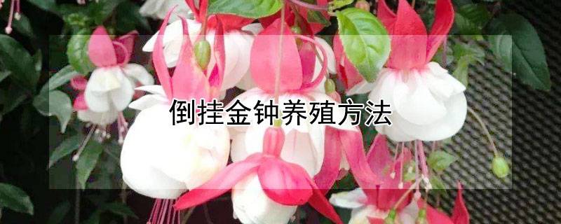 倒挂金钟养殖方法