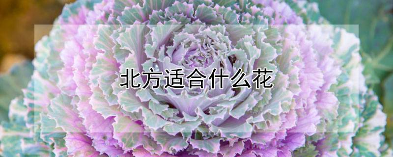 北方适合什么花