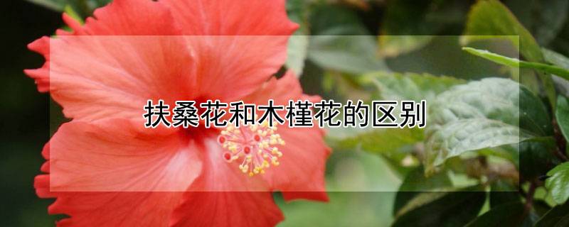 扶桑花和木槿花的区别