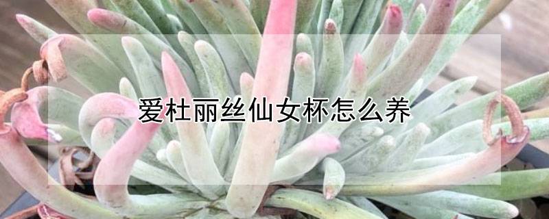 爱杜丽丝仙女杯怎么养
