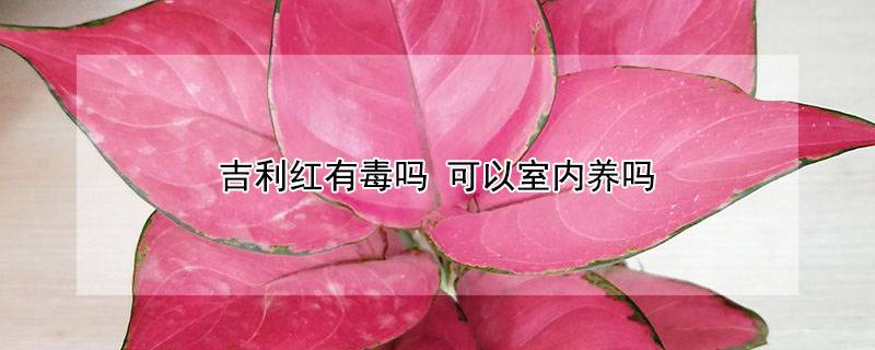 吉利红有毒吗 可以室内养吗