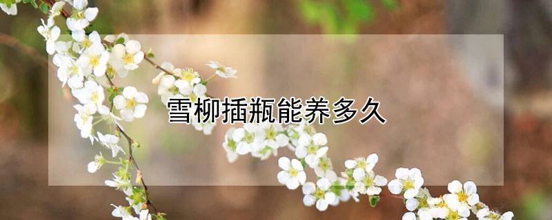 雪柳插瓶能养多久