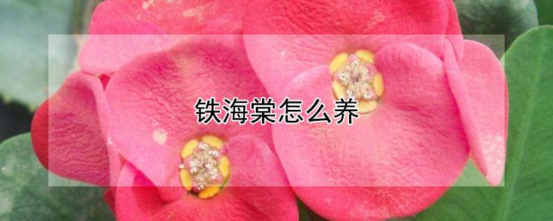 铁海棠怎么养