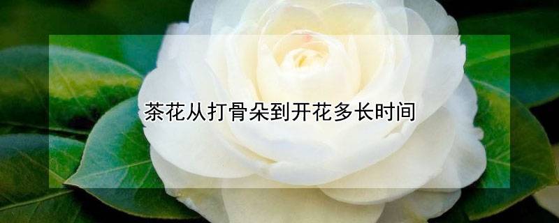 茶花从打骨朵到开花多长时间