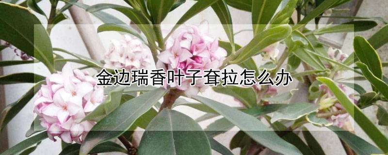 金边瑞香叶子耷拉怎么办