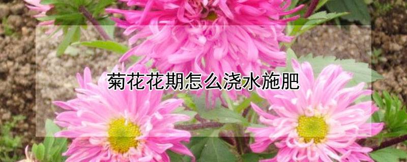 菊花花期怎么浇水施肥