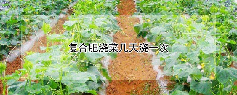 复合肥浇菜几天浇一次