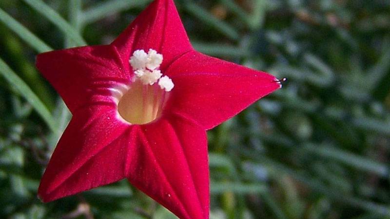 五星花花语