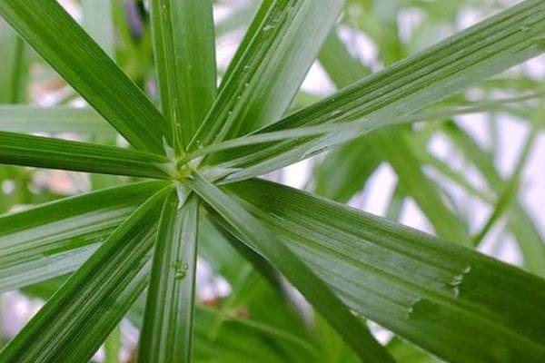 伞竹开花象征什么