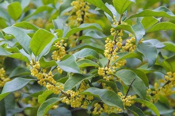 桂花的嫁接方法