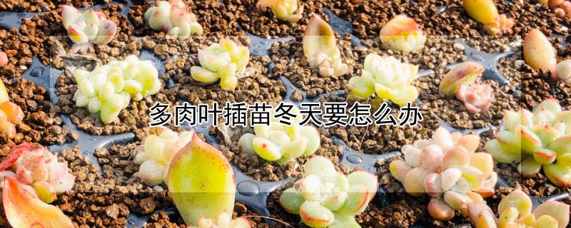 多肉叶插苗冬天要怎么办