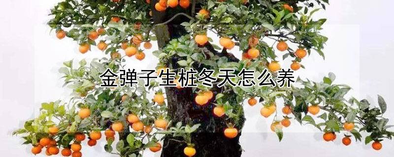 金弹子生桩冬天怎么养