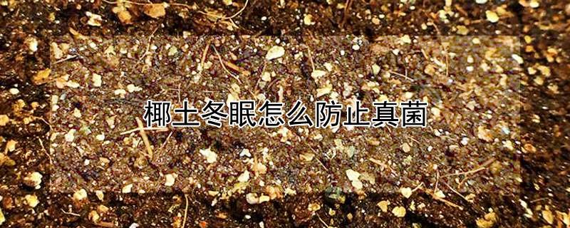 椰土冬眠怎么防止真菌
