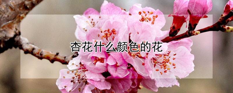 杏花什么颜色的花