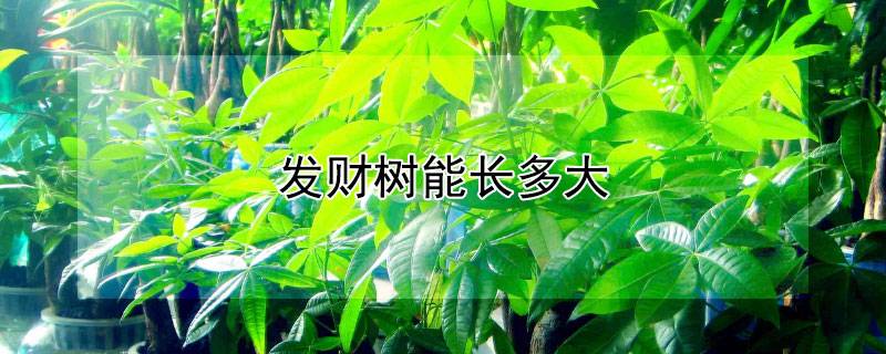 发财树能长多大