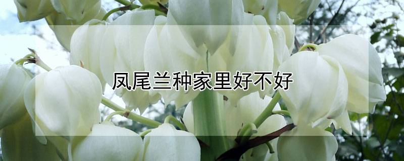 凤尾兰种家里好不好