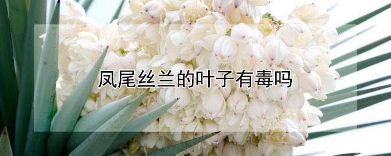凤尾丝兰的叶子有毒吗