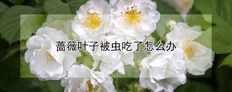 蔷薇叶子被虫吃了怎么办