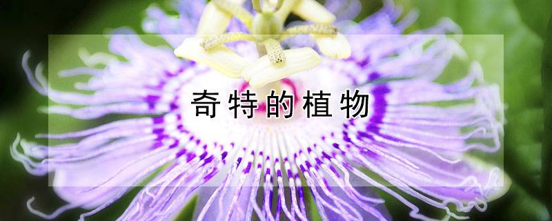 奇特的植物