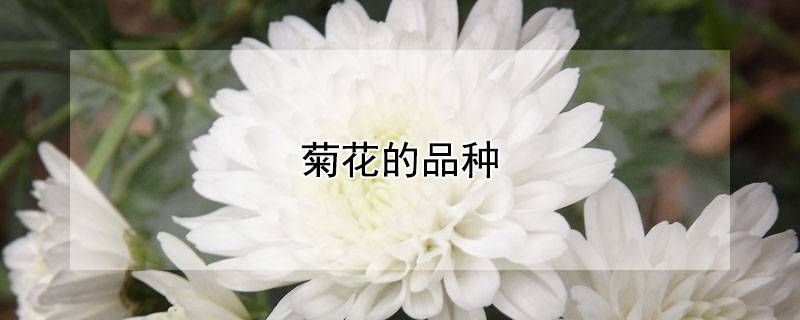 菊花的品种