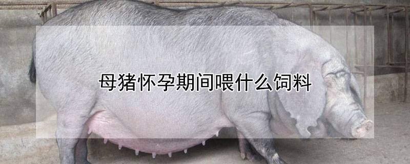 母猪怀孕期间喂什么饲料