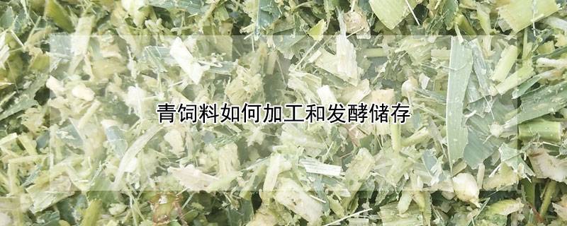 青饲料如何加工和发酵储存